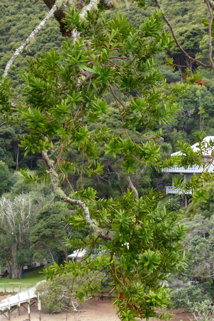 Kawau Lodge Kauri Tree