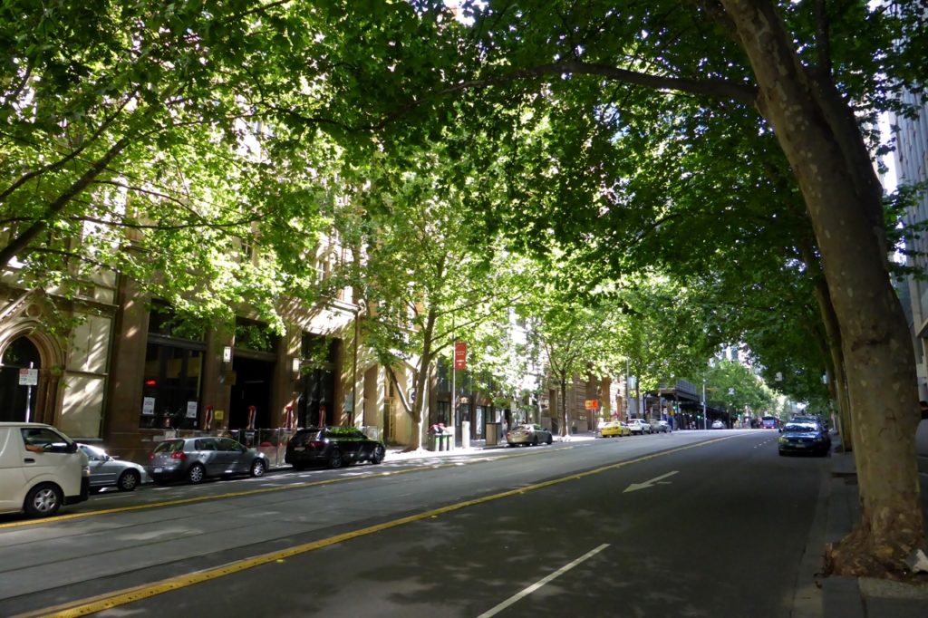 48 hours in Melbourne - streets lined with plane trees