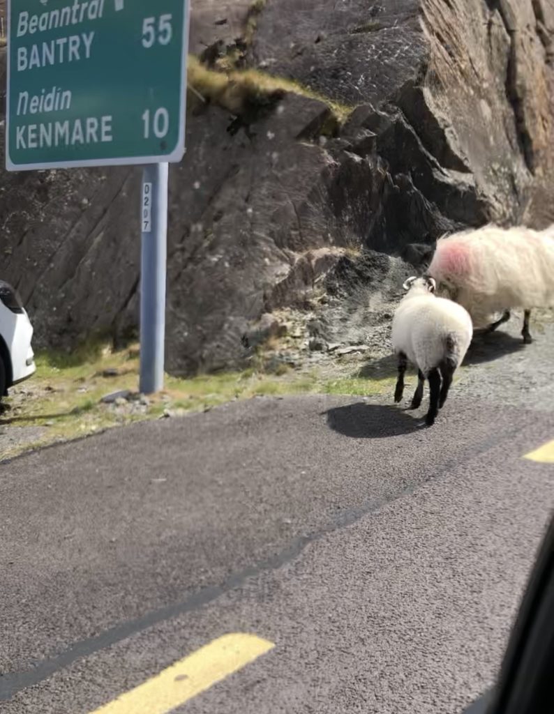 Distance sign with sheep