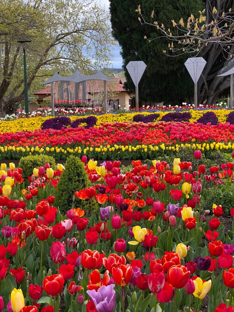 60 years of Tulip Time