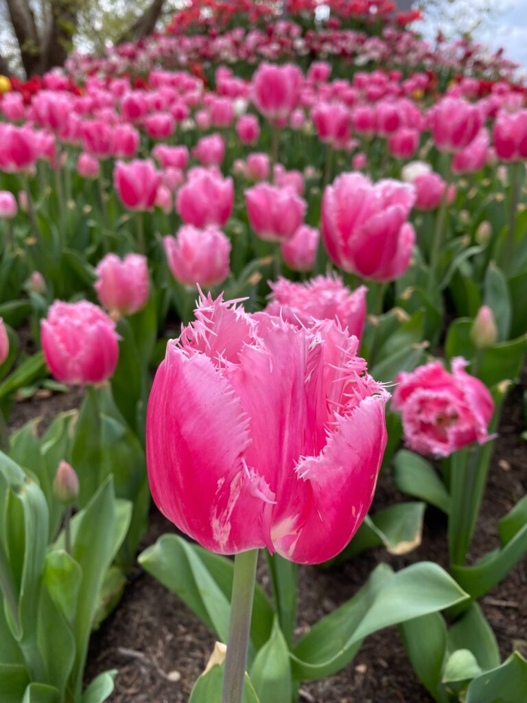 Pink Tulips with feathered edges