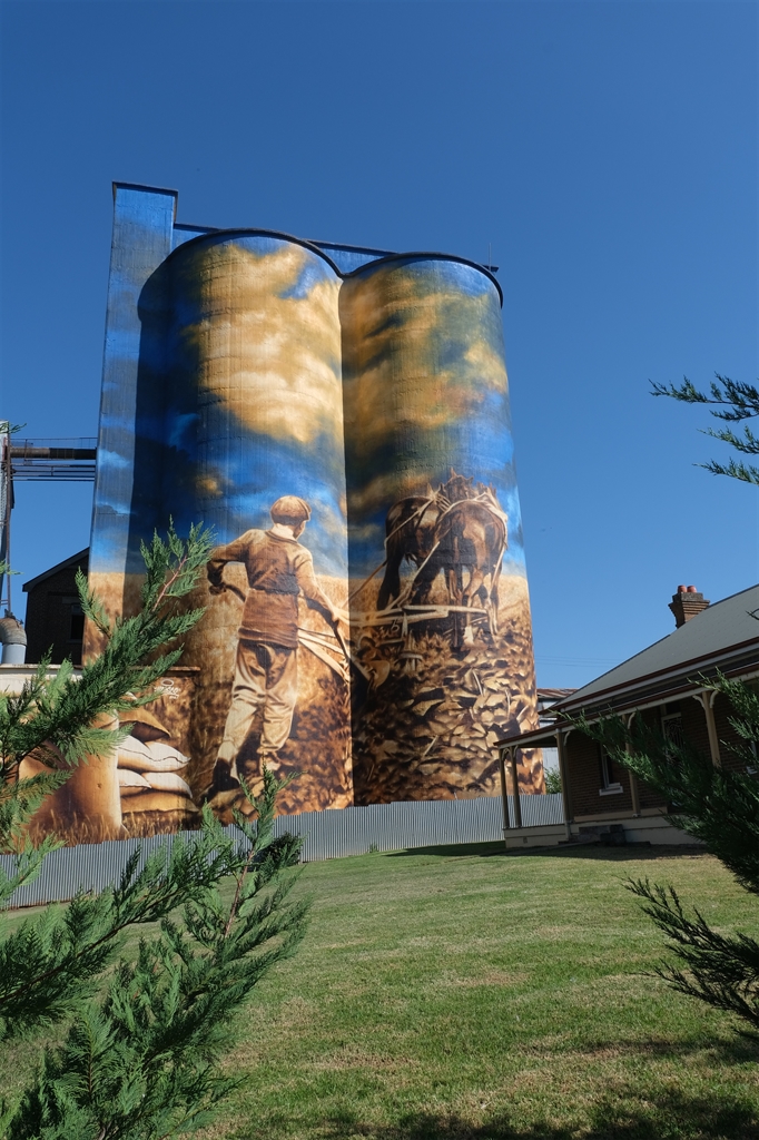 Silo art in Murrumburrah being obscured by pine trees
