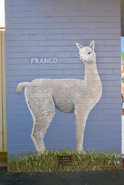 Franco the llama in Crookwell