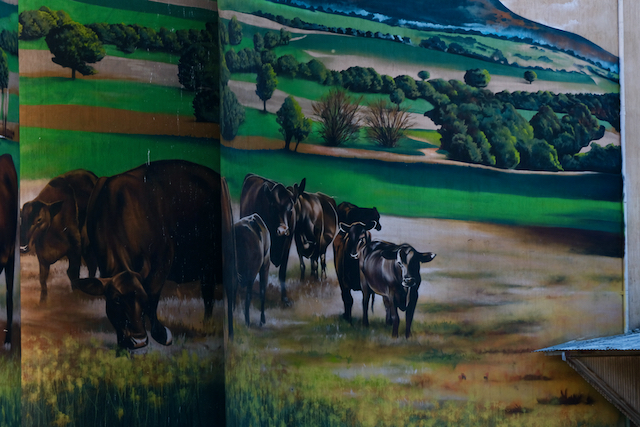 Silo Art in Grenfell Cattle focus
