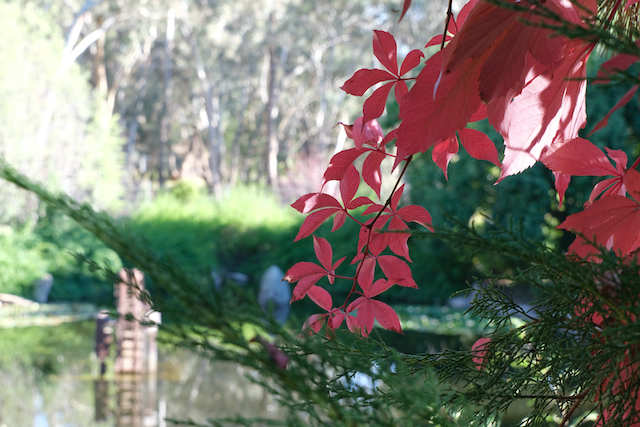 Garden detail with spray of red leaves