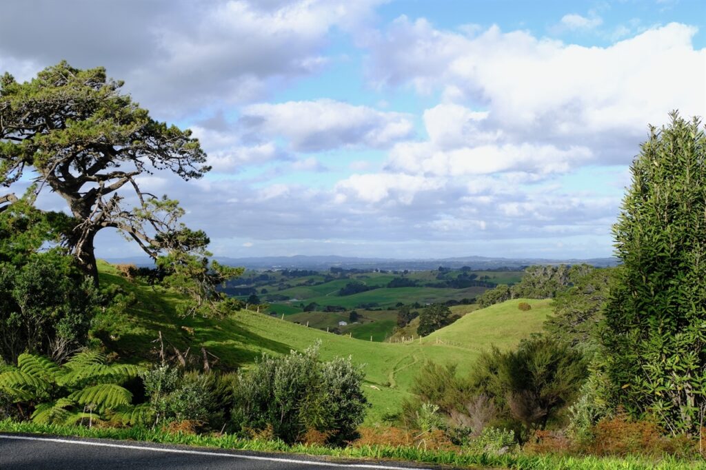 Rolling countryside in NZ
